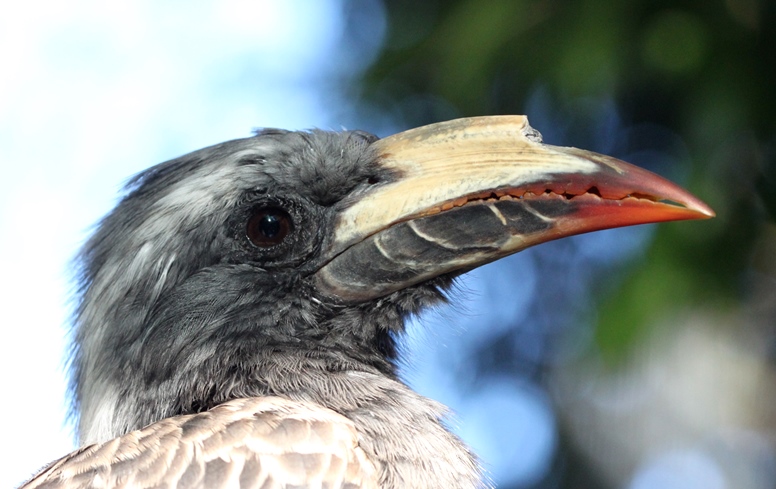 hornbill